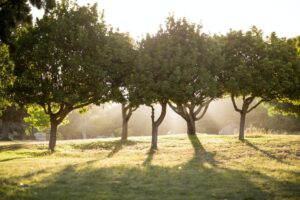 A bright sunny day in the park