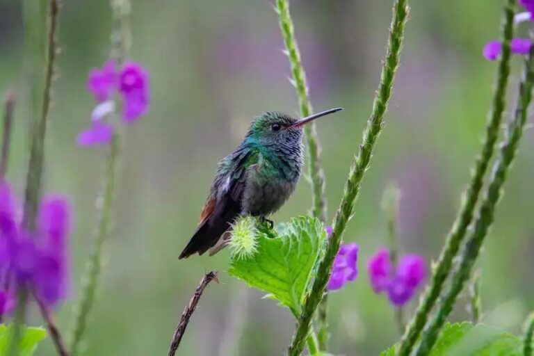 melhores lugares costa rica para explorar agora: dicas imperdíveis